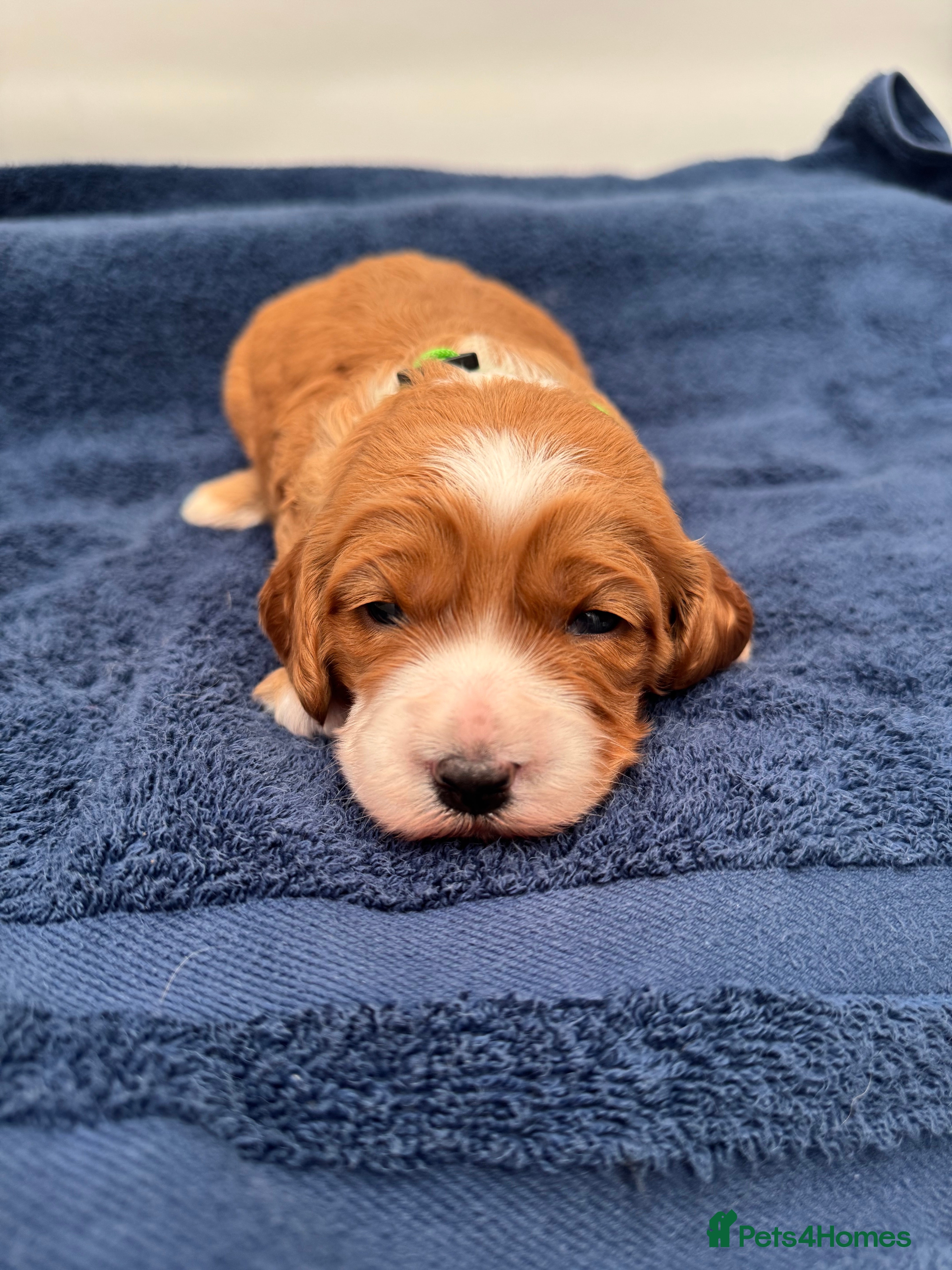 Cavapoo dogs Gorgeous health tested cavapoo puppies  - Advert 15