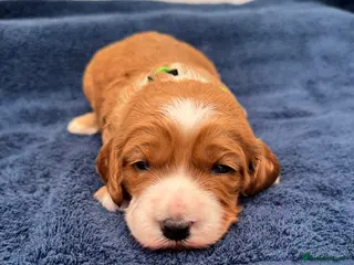 Cavapoo dogs Gorgeous health tested cavapoo puppies - Advert 15