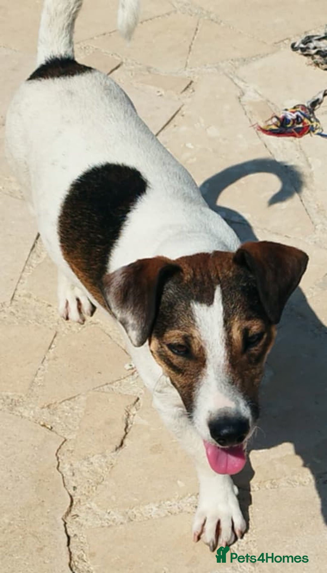 Jack Russell dogs for adoption: Vekku ,A Little Dog with a Big Heart ❤️  - Image 4