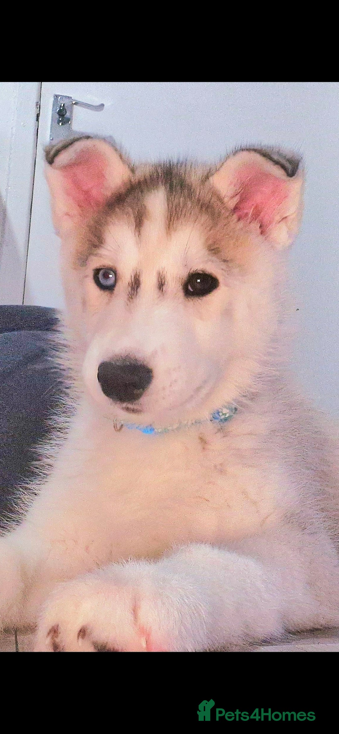 Siberian Husky dogs ​🐺 last chunky husky boy - READY TODAY! 🐺  - Advert 5