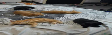 Mixed Breed 3