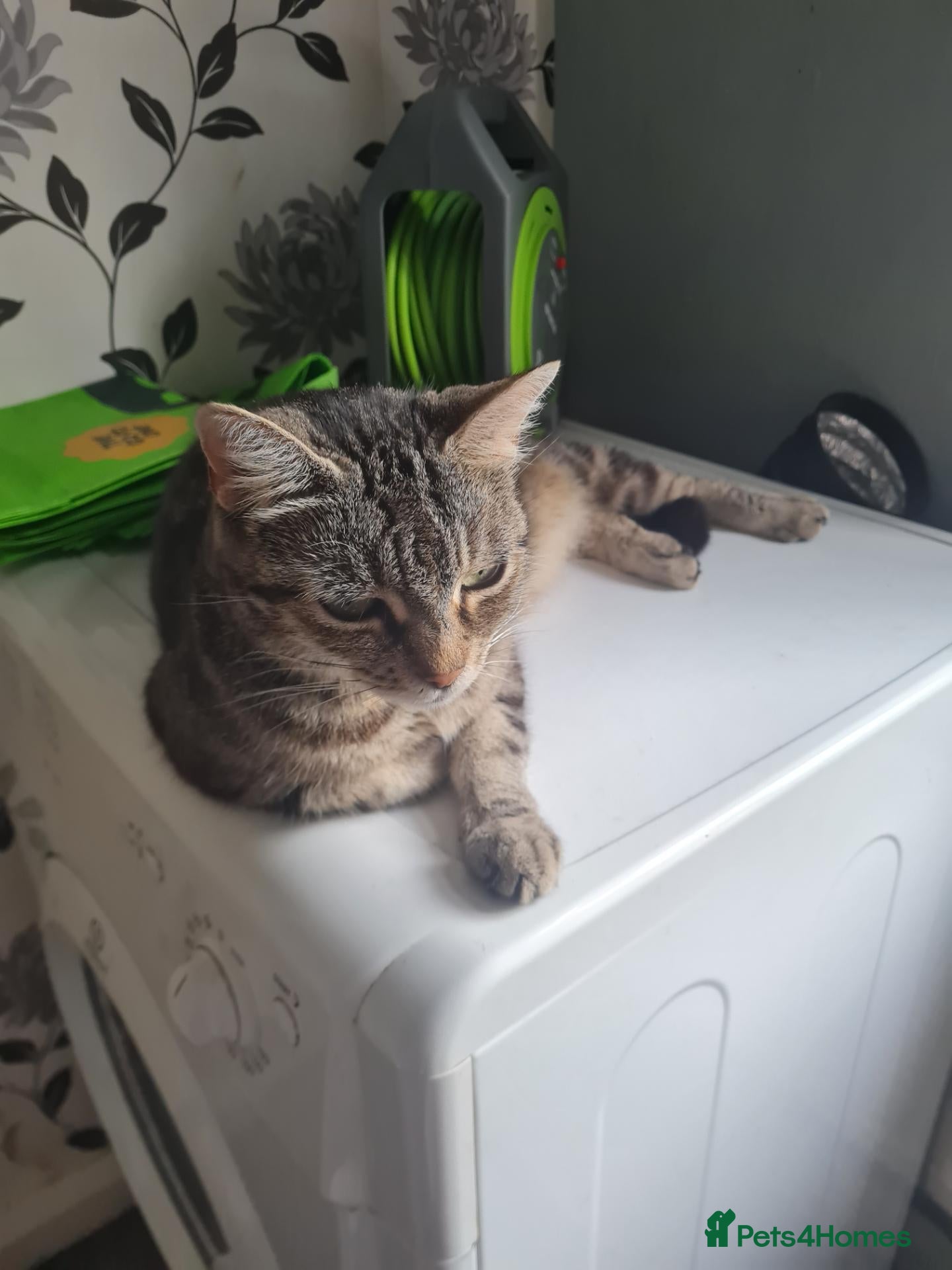 Mixed Breed cats Very friendly playful kittens for sale - Advert 2