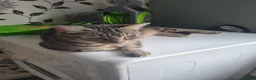 Mixed Breed cats for sale: Very friendly playful kittens for sale - Advert 1