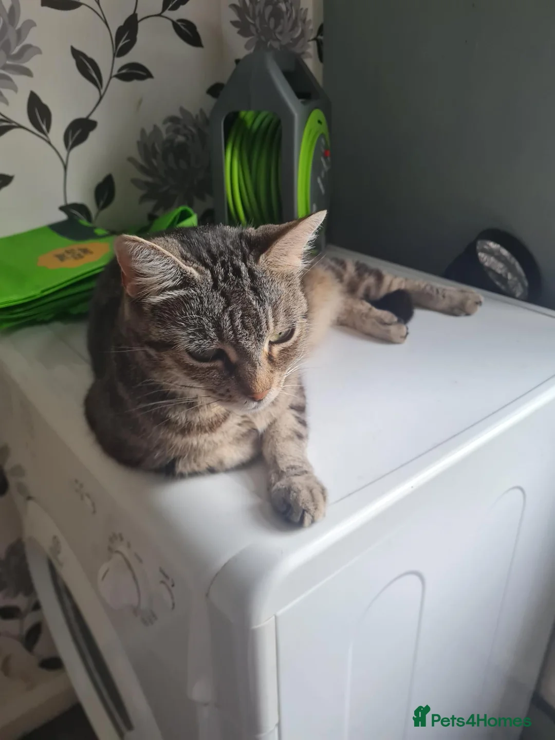 Mixed Breed cats for sale: Very friendly playful kittens for sale - Advert 1