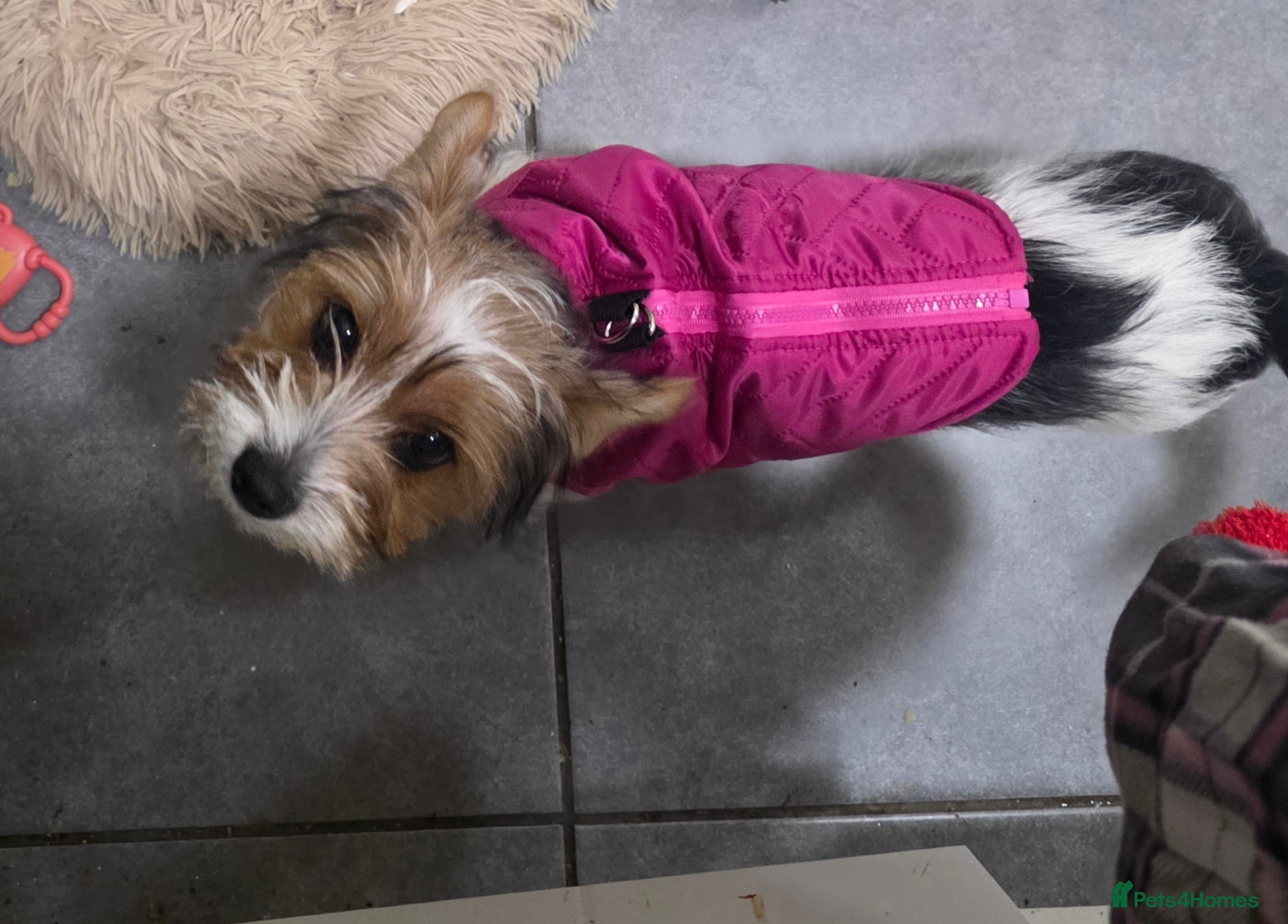 Yorkshire Terrier dogs Yorkshire terrier - Advert 1