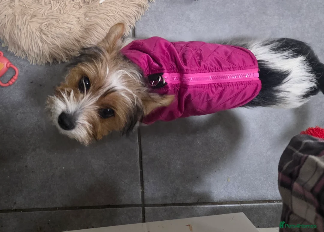 Yorkshire Terrier dogs for sale: Yorkshire terrier in Southampton - Advert 1