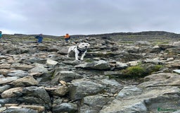 Mixed Breed dogs for sale: Labrador cross bitch - 20 months old - Advert 4