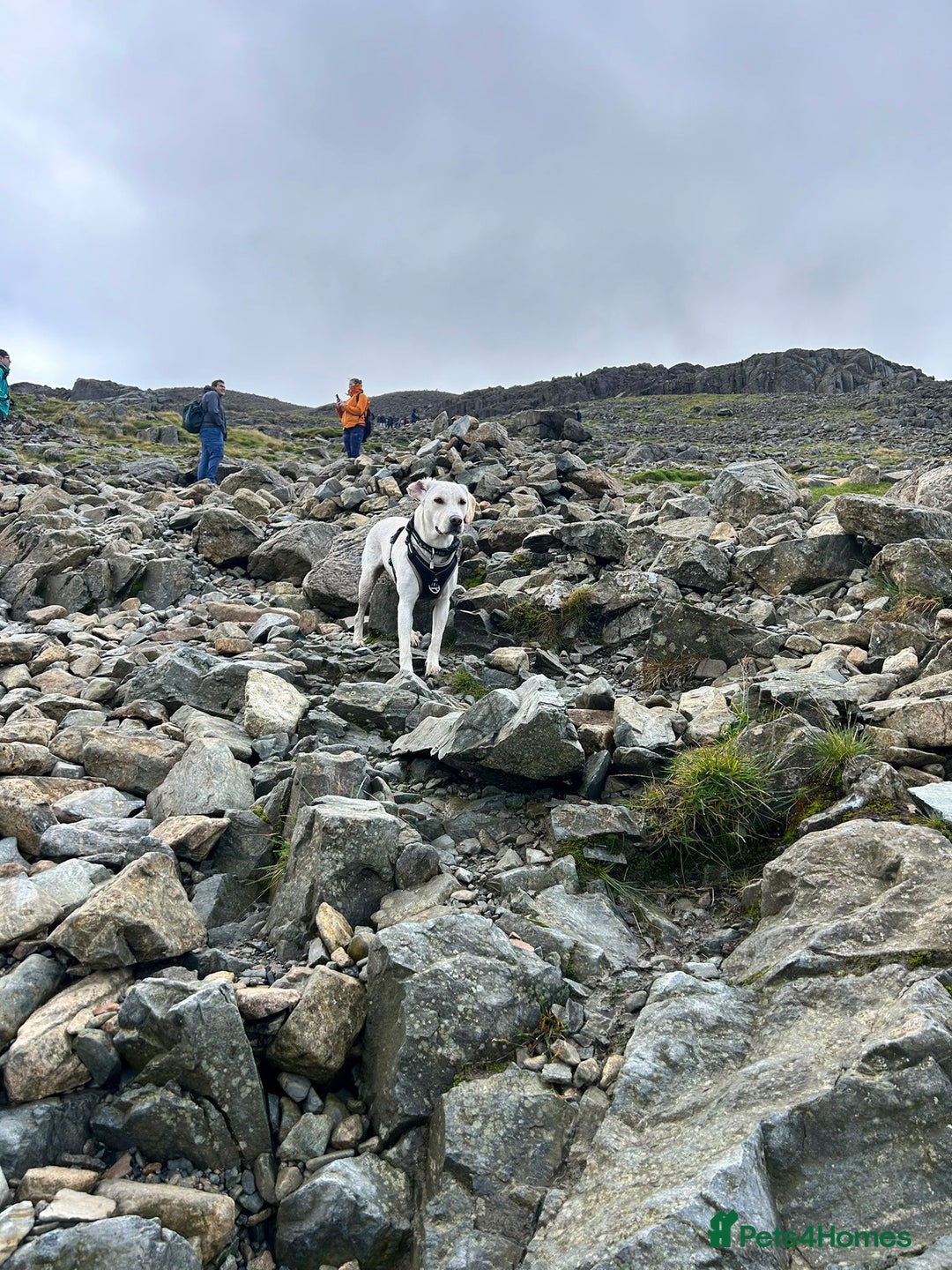 Mixed Breed dogs for sale: Labrador cross bitch - 20 months old - Advert 4