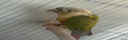 Parrots birds for sale: Pair of conures  - Advert 3