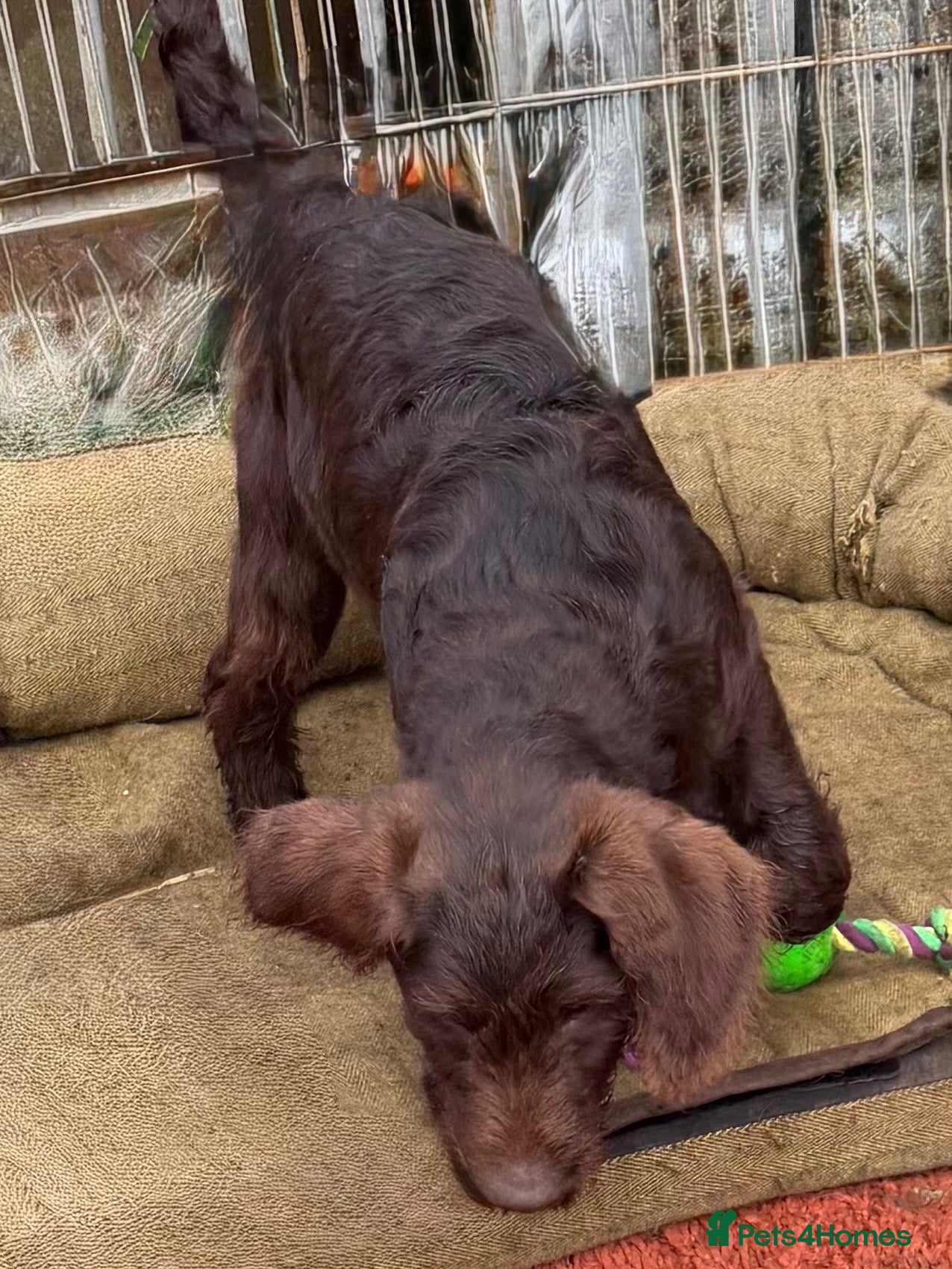 Labradoodle dogs 🐾 REDUCED PRICE Last lovely chocolate girl  - Advert 2