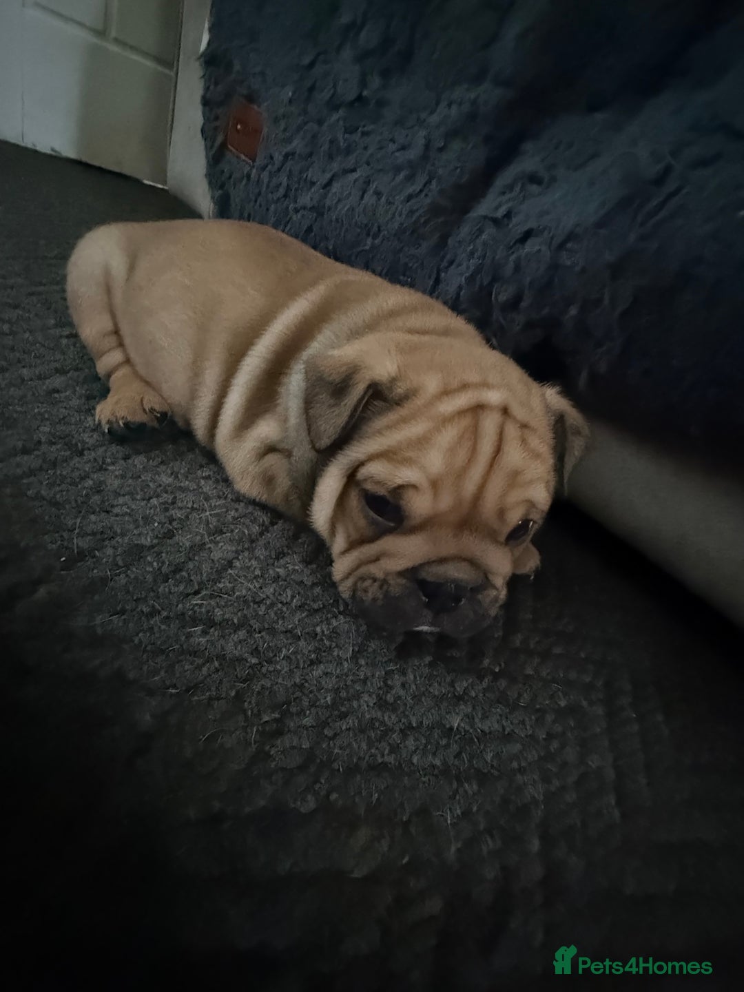 English Bulldog dogs for sale: Traditional English Bulldog Puppies  - Image 20