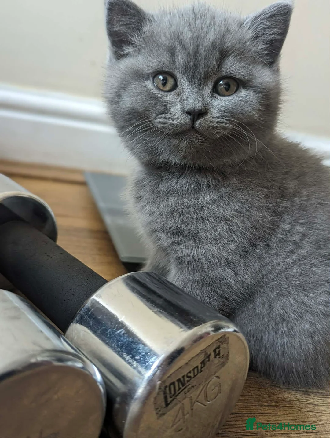 British Shorthair cats for sale: Boy BSH - both parents' pedigrees  - Advert 1