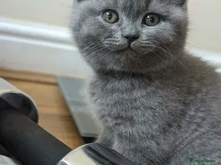 British Shorthair cats Boy BSH - both parents' pedigrees - Advert 3