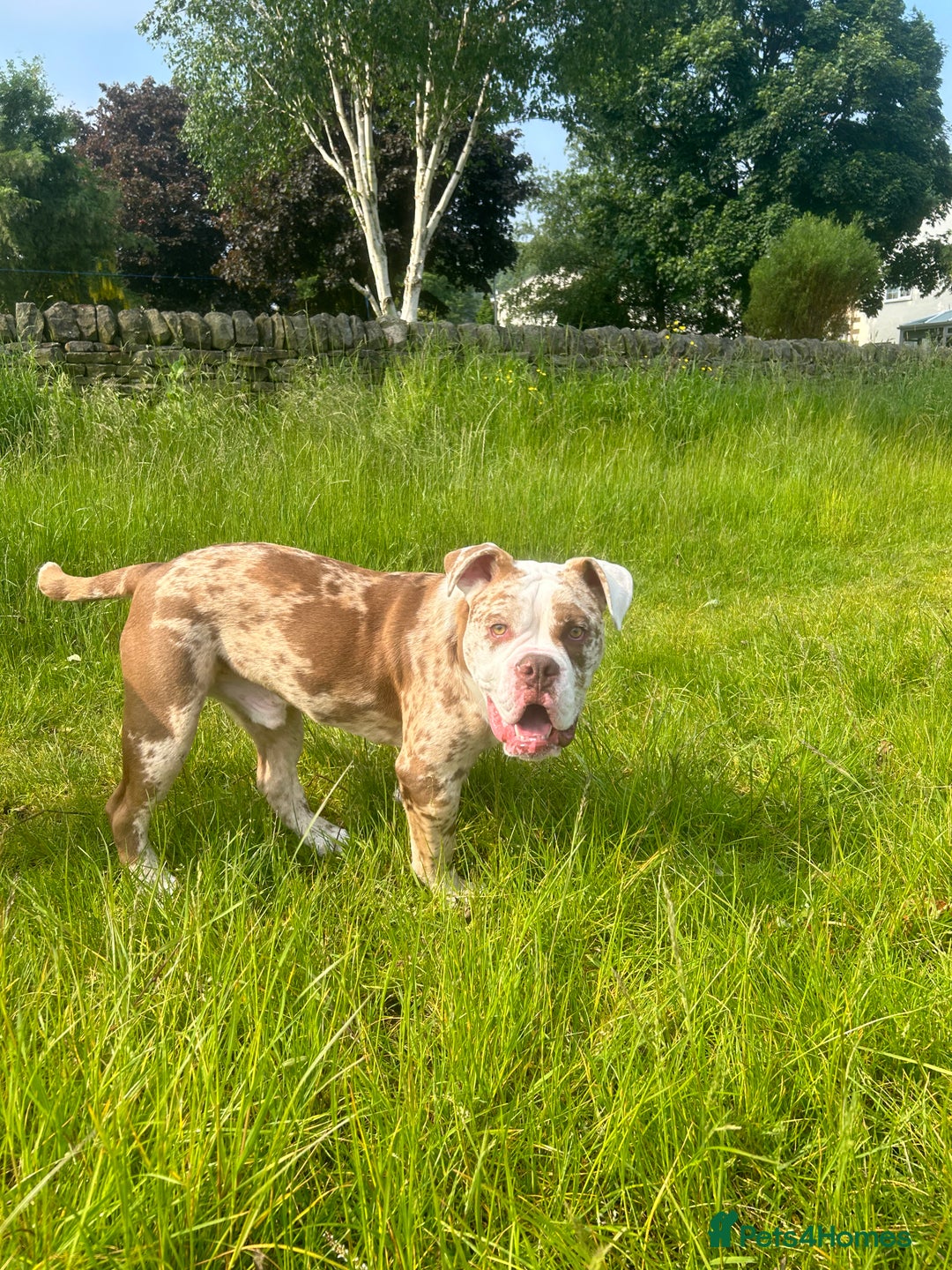 Olde English Bulldogge dogs for stud: OEB 🐶⭐️DEL~BOY ⭐️🐶 First time Stud  - Image 29