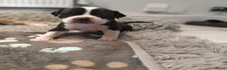 Mixed Breed dogs for sale: Olde English Bulldogg/ Alapaha bulldogg puppies  in Blackburn - Advert 4