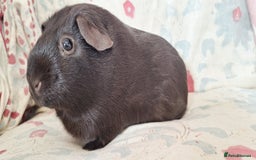 Guinea Pig rodents for sale: BABY GUINEA PIGS AVAILABLE HEREFORDSHIRE  - Image 4