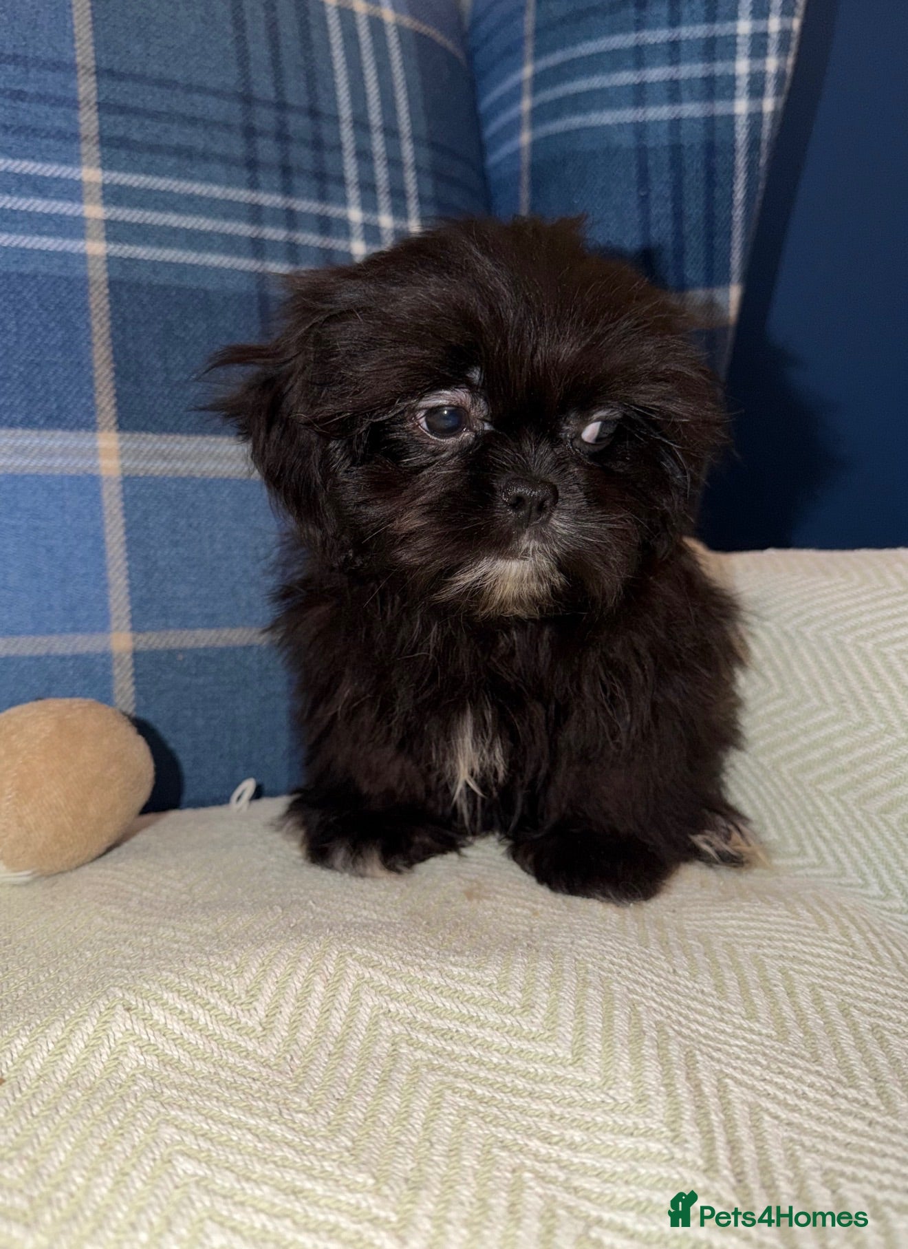 Shih Tzu dogs 💖💙Stunning Black Shih Tzu Puppies💙💖 - Advert 2
