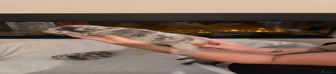 French Bulldog Puppy 3