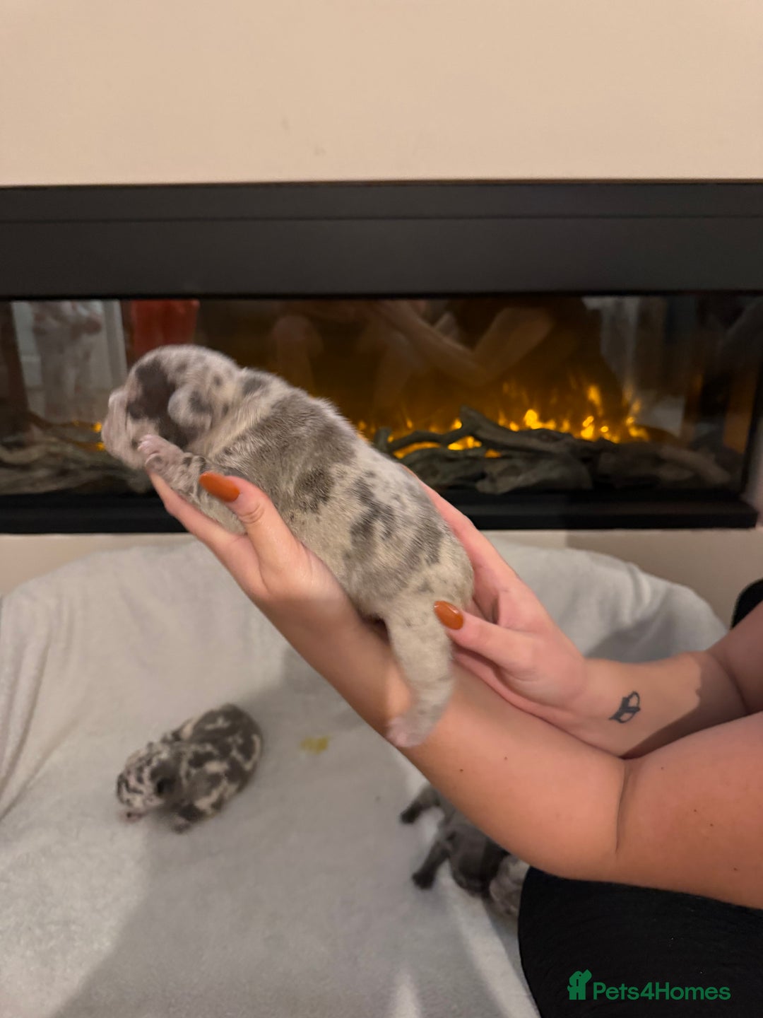 French Bulldog dogs for sale: Beautiful blue and lilac merle French bulldogs - Image 14