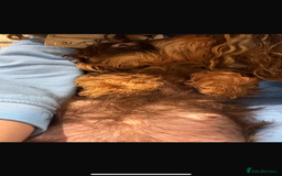 Miniature Dachshund dogs for sale: Ready Now miniature Wirehaired dachshunds - Image 10