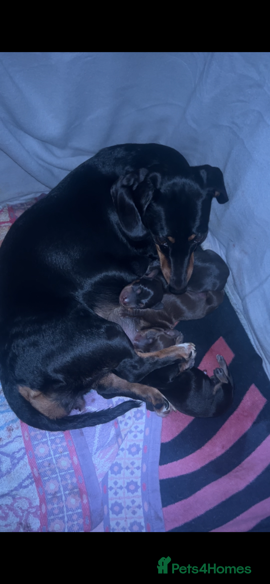 Miniature Dachshund dogs for sale: Short-haired Miniature Dachshunds  - Image 16
