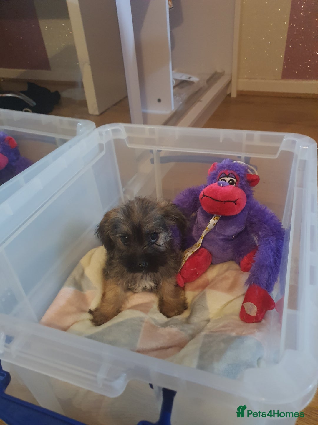 Mixed Breed dogs for sale: Chihuahua x boy - Image 10