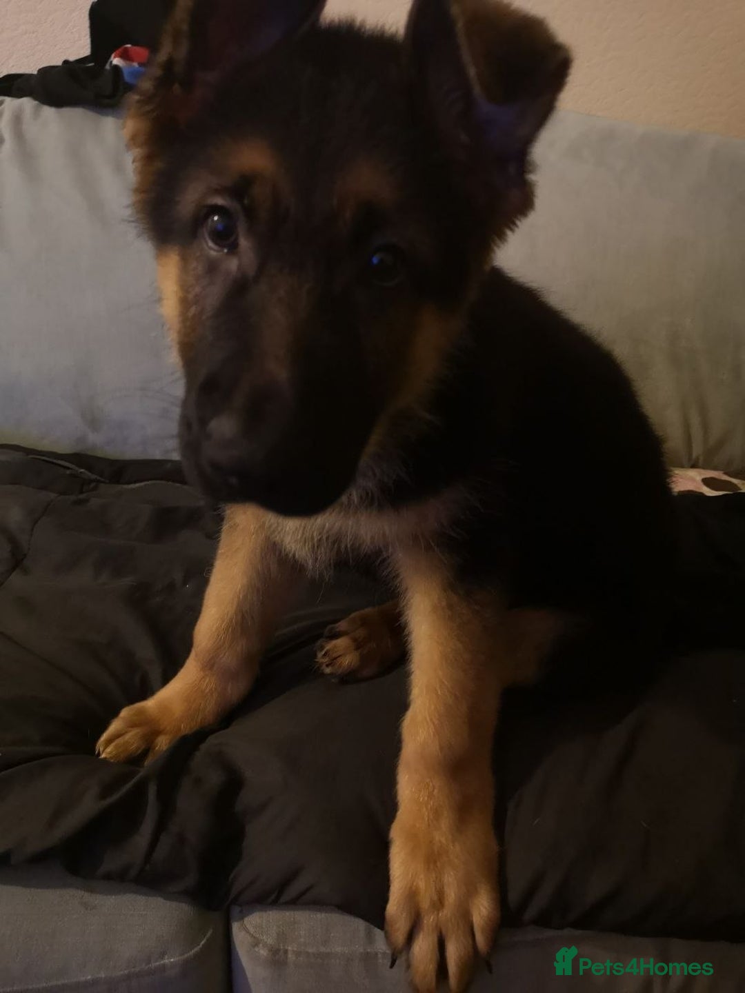 German Shepherd dogs for sale: One large straight back male puppy 11 weeks - Advert 1