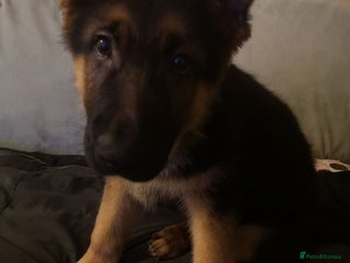 German Shepherd dogs One large straight back male puppy 11 weeks - Advert 3