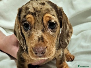 Miniature Dachshund dogs Miniature dachshund - Advert 9