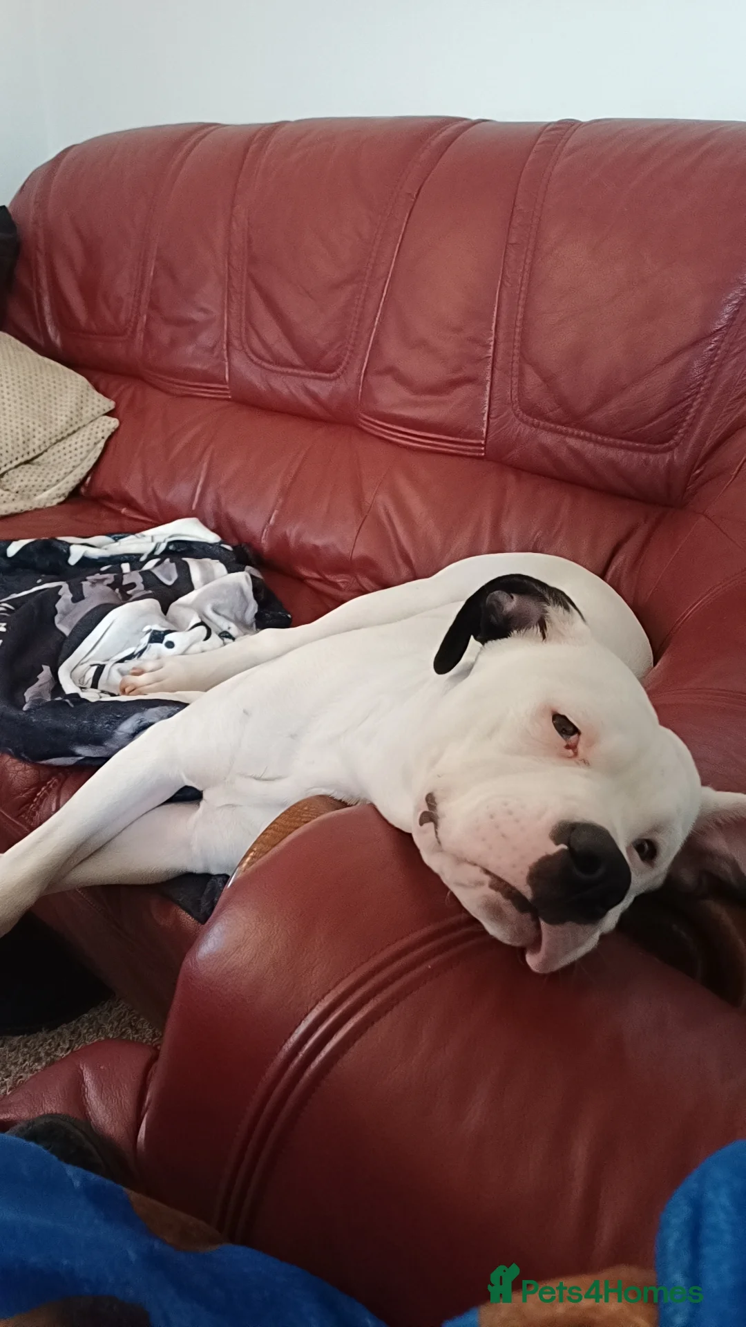 Mixed Breed dogs for sale: Zero - American Bully x Staffy - Advert 3