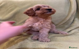 Yorkiepoo dogs for sale: Yorkiepoo pups - Image 5