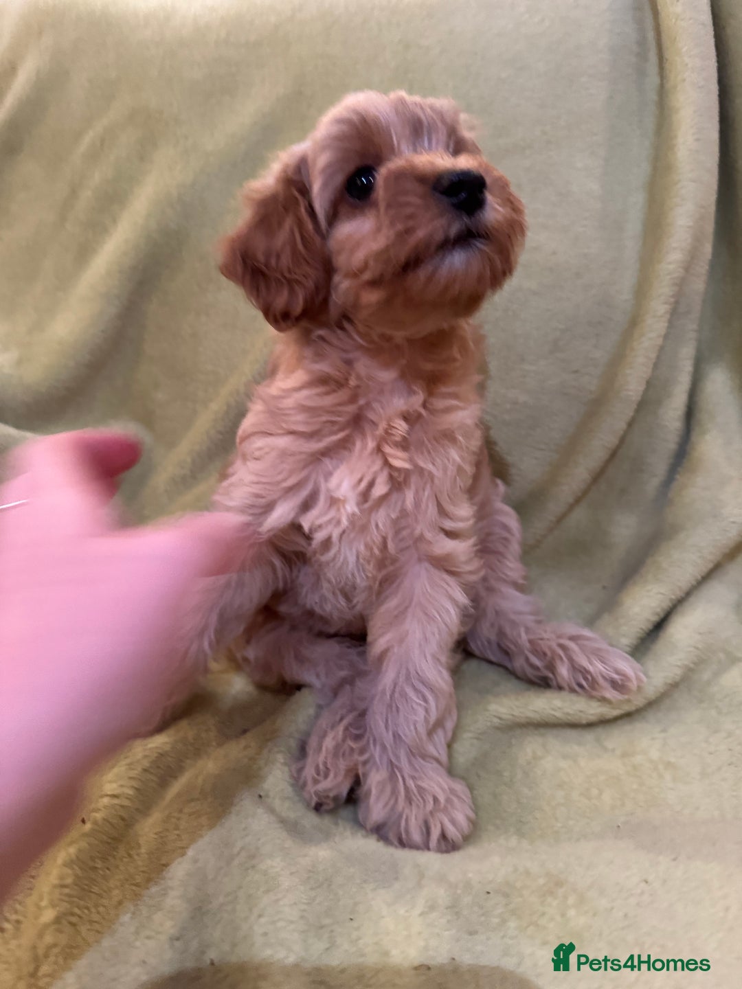 Yorkiepoo dogs for sale: Yorkiepoo pups - Image 5