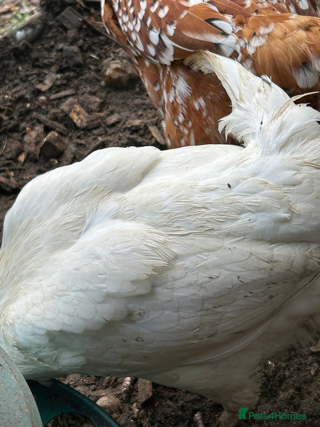 Chickens poultry for sale: 11 chickens for sale  - Image 22