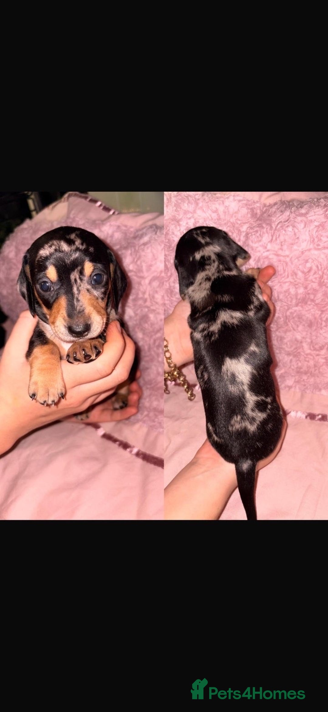 Dachshund dogs for sale: Beautiful Dashaund puppies  - Advert 2