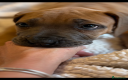 Boerboel dogs for sale: EXCEPTIONAL NABBR REGISTERED PUPPIES!  - Image 4