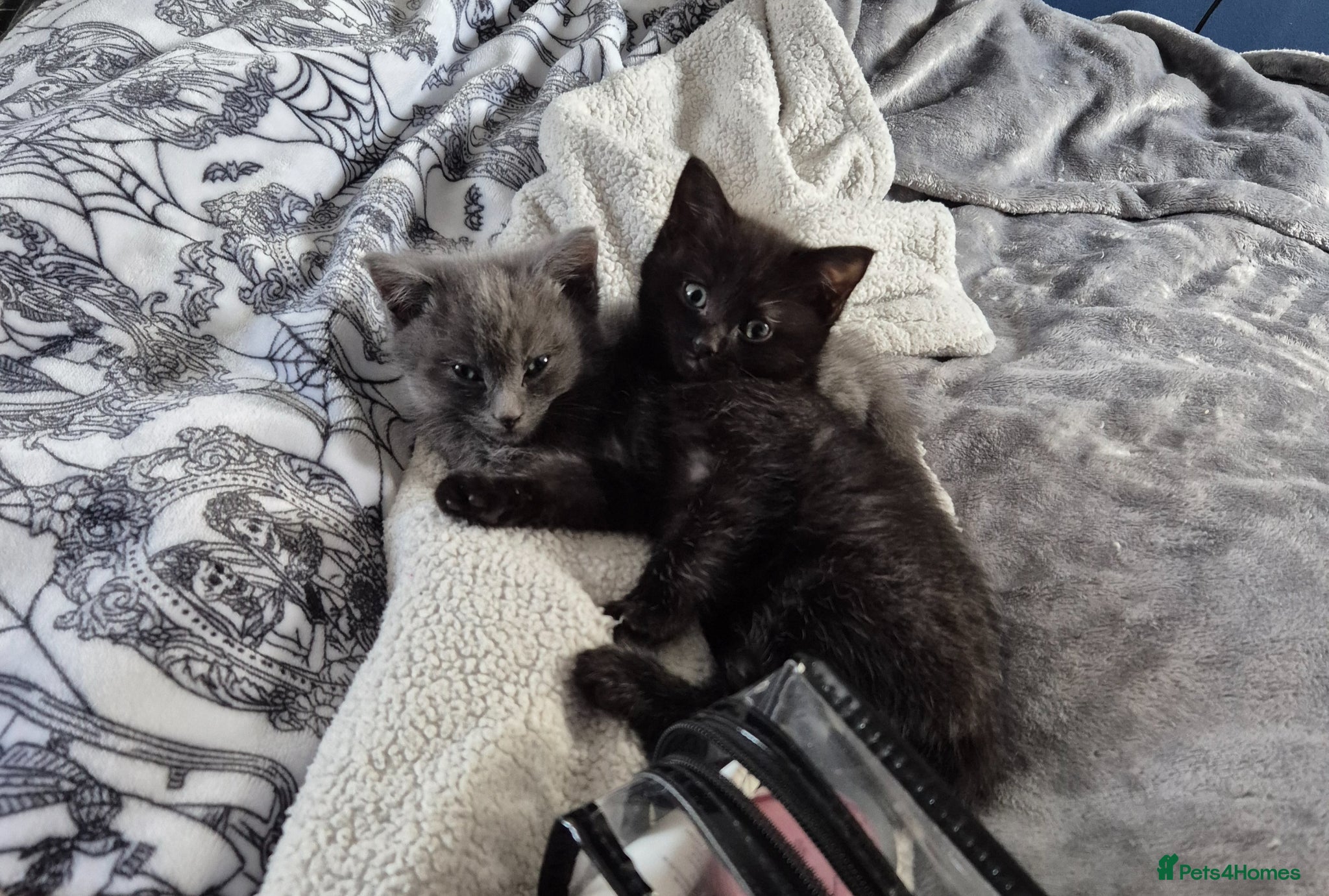 Mixed Breed cats Ragdoll cross boys  - Advert 12