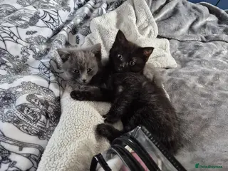 Mixed Breed cats Ragdoll cross boys - Advert 12