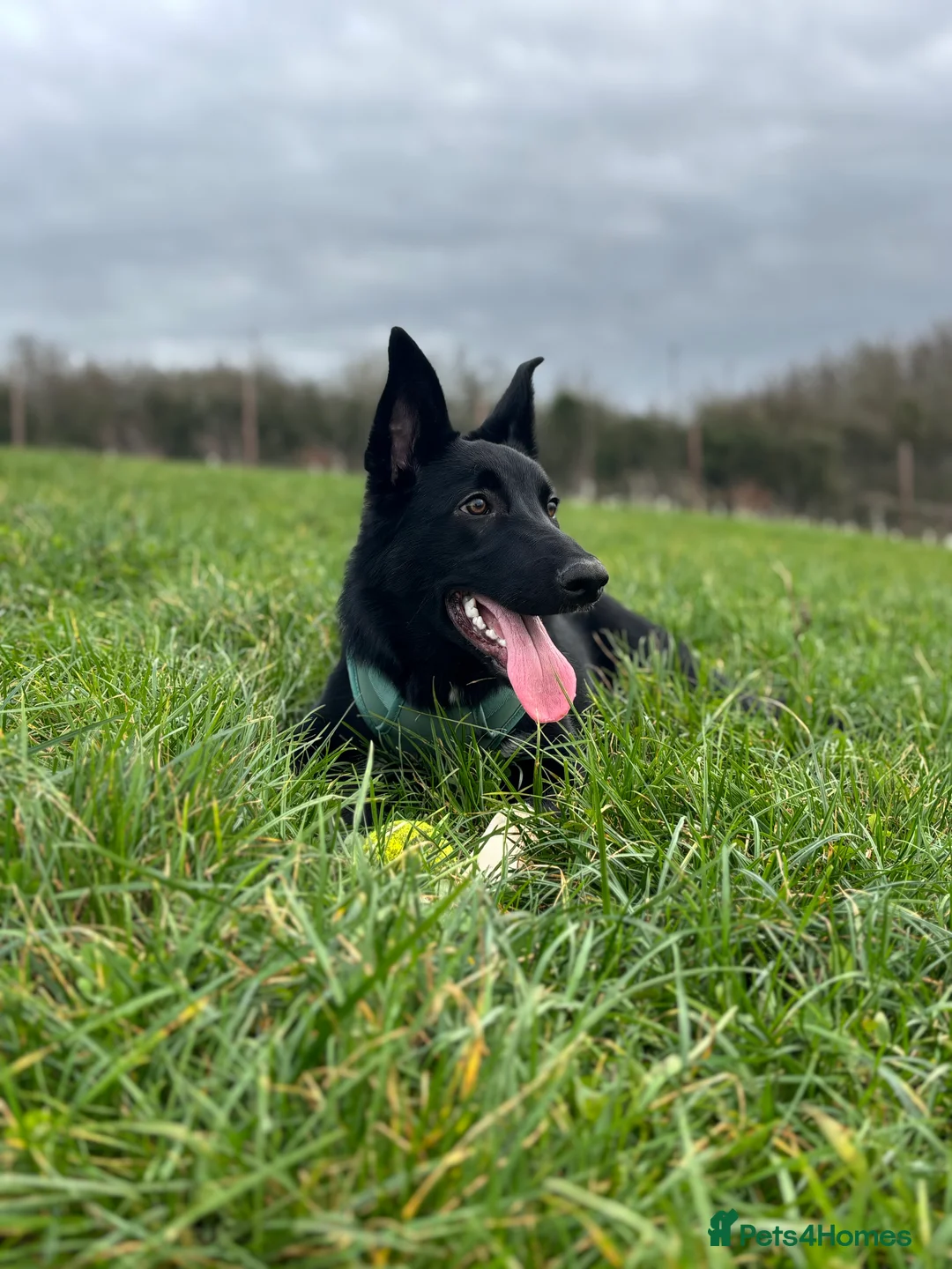 Mixed Breed dogs for sale: 6 month old Collie cross  - Advert 5