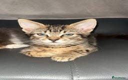 Mixed Breed cats for sale: females kitten for sale - Image 3