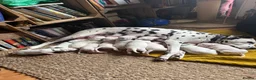 Dalmatian dogs for sale: Beautiful KC reg Dalmatian pups - Advert 12