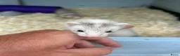 Ferret rodents for sale: Mirco ferrets  - Advert 1