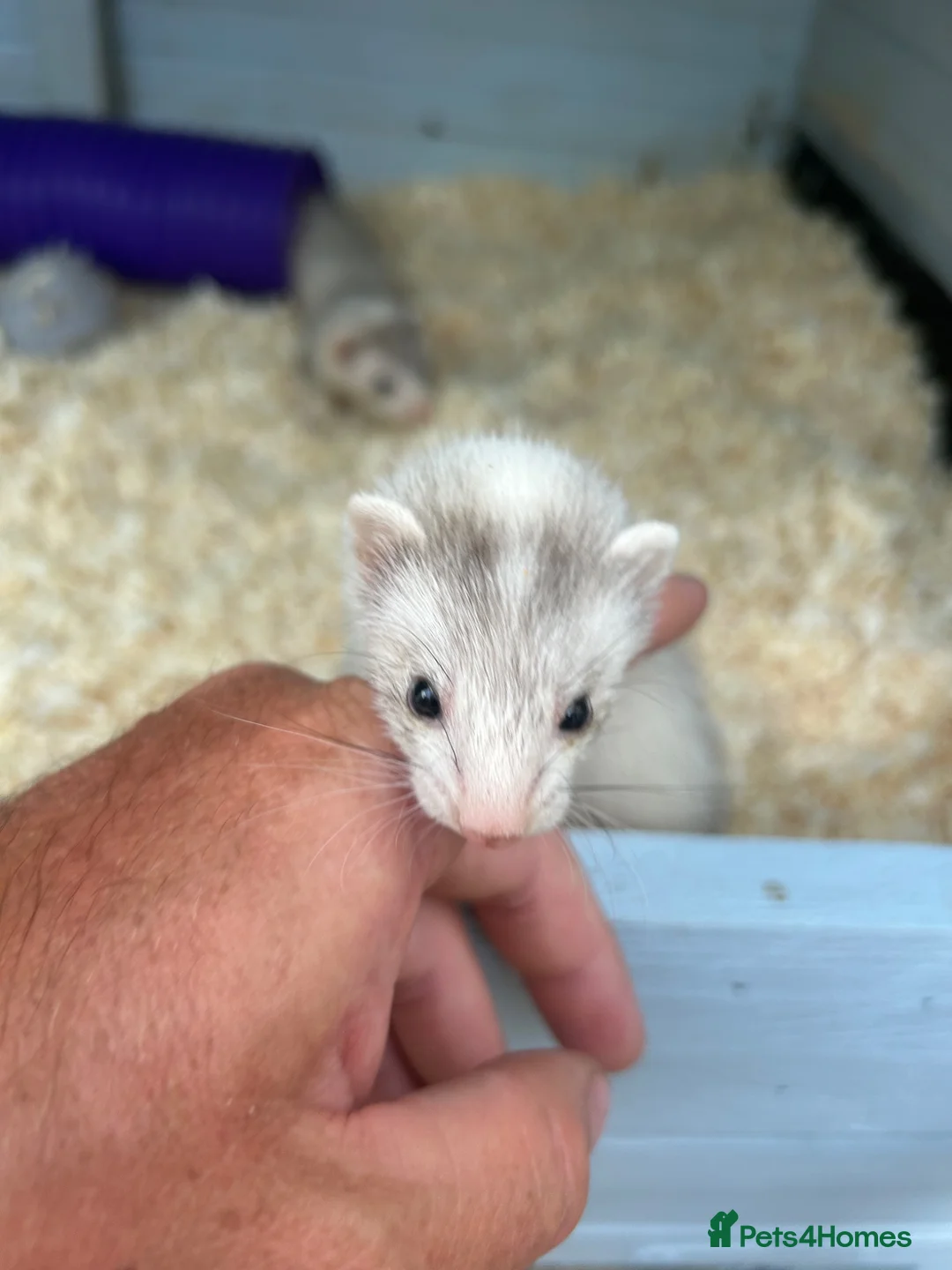 Ferret rodents for sale: Mirco ferrets  - Advert 1