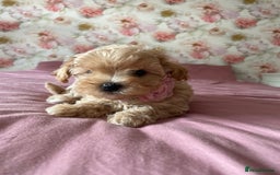 Maltipoo dogs for sale: 🌟Only One Girl Available 🐶 - Image 9