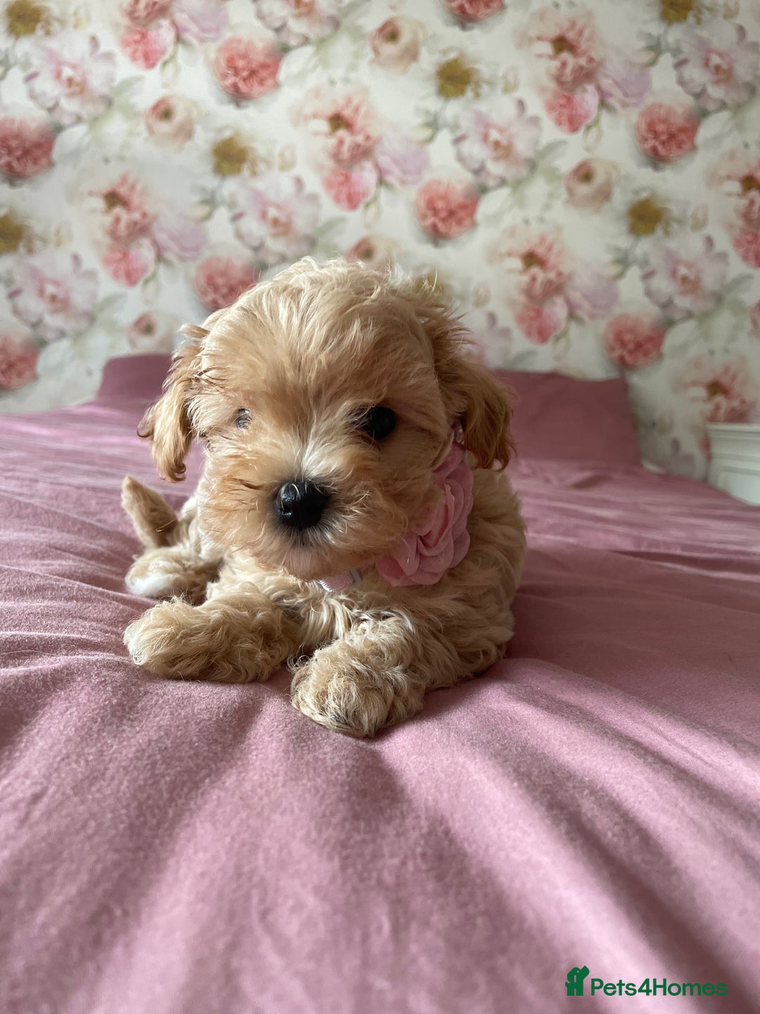 Maltipoo dogs for sale: 🌟Only One Girl Available 🐶 - Image 9