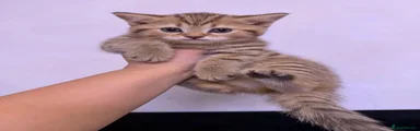 Scottish Fold 3