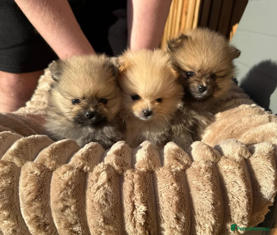 Pomeranian dogs for sale: Pure-Breed Mini Pomeranians  - Advert 1
