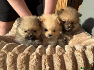 Pomeranian dogs Pure-Breed Mini Pomeranians - Advert 2