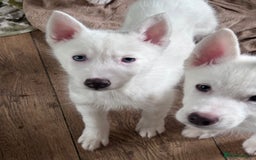 Utonagan dogs for sale: Husky (Utonagon) Puppies  - Image 13