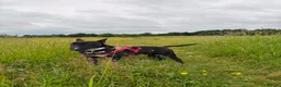 English Bull Terrier dogs for sale: English bullterier  - Advert 1