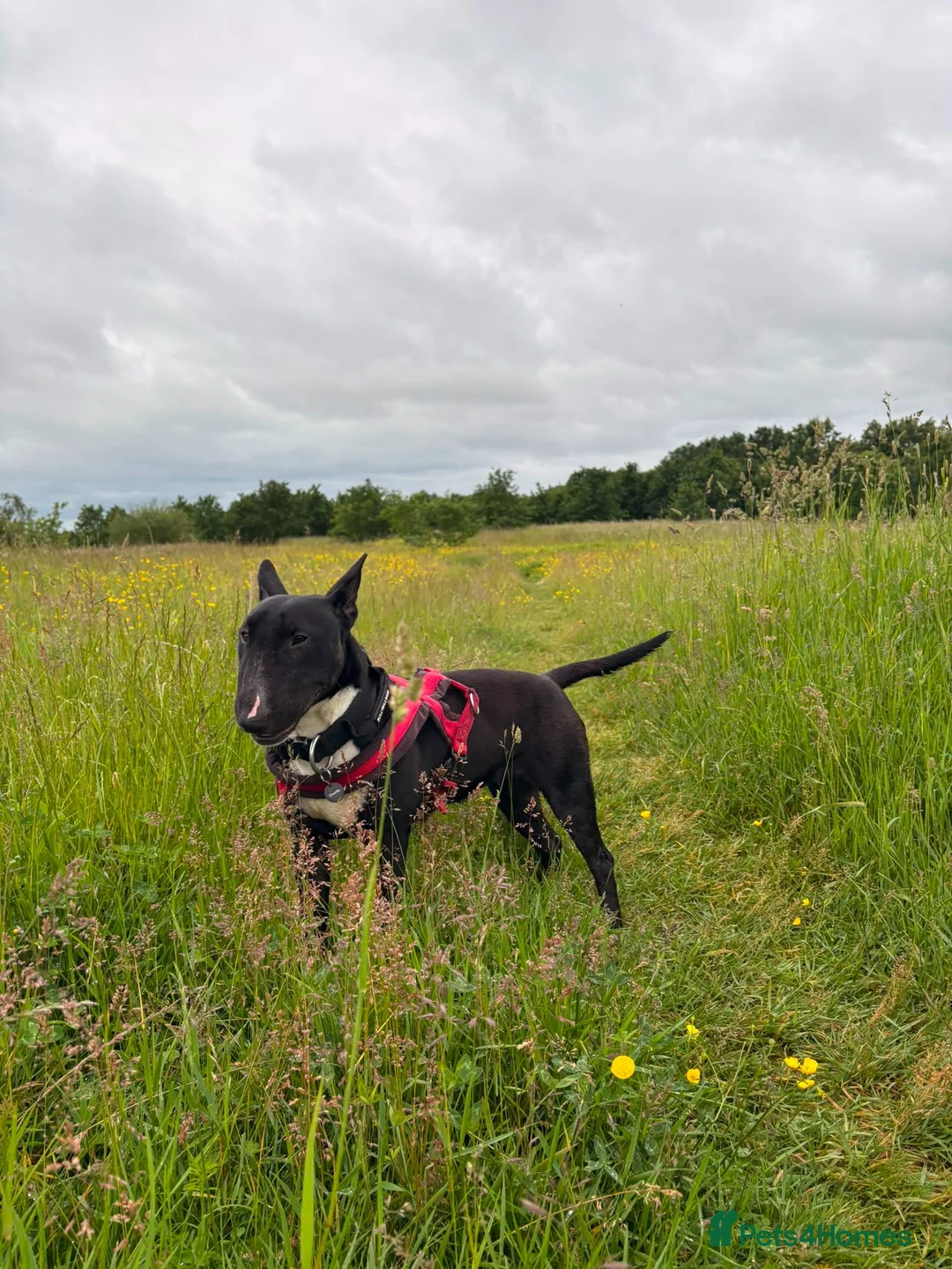 English Bull Terrier dogs for sale: English bullterier  - Advert 1